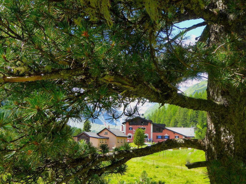 Hotel Roseg-Gletscher Pontresina Exterior foto